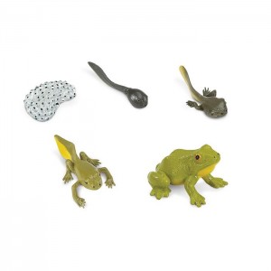 Життєвий цикл жаби Safari Ltd 269129
