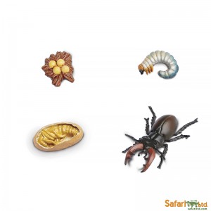 Життєвий цикл  жука-оленя (рогач) Safari Ltd 661416