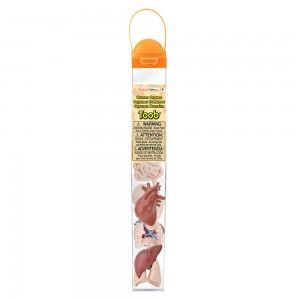 Система органів людини у тубусі Safari Ltd 689304