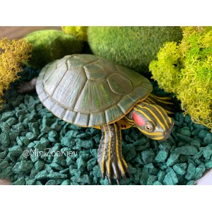 Червоновуха пресноводна черепаха XL Safari Ltd 269529 Червоновуха пресноводна черепаха XL Safari Ltd 269529