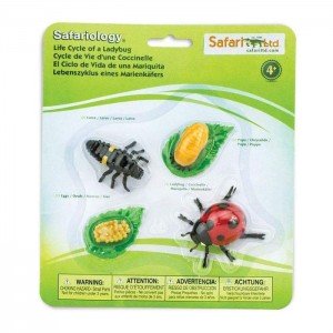 Життєвий цикл сонячка Safari Ltd 662716 Життєвий цикл сонячка Safari Ltd 662716