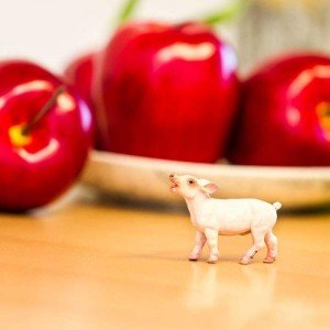 Порося Safari Ltd 245729